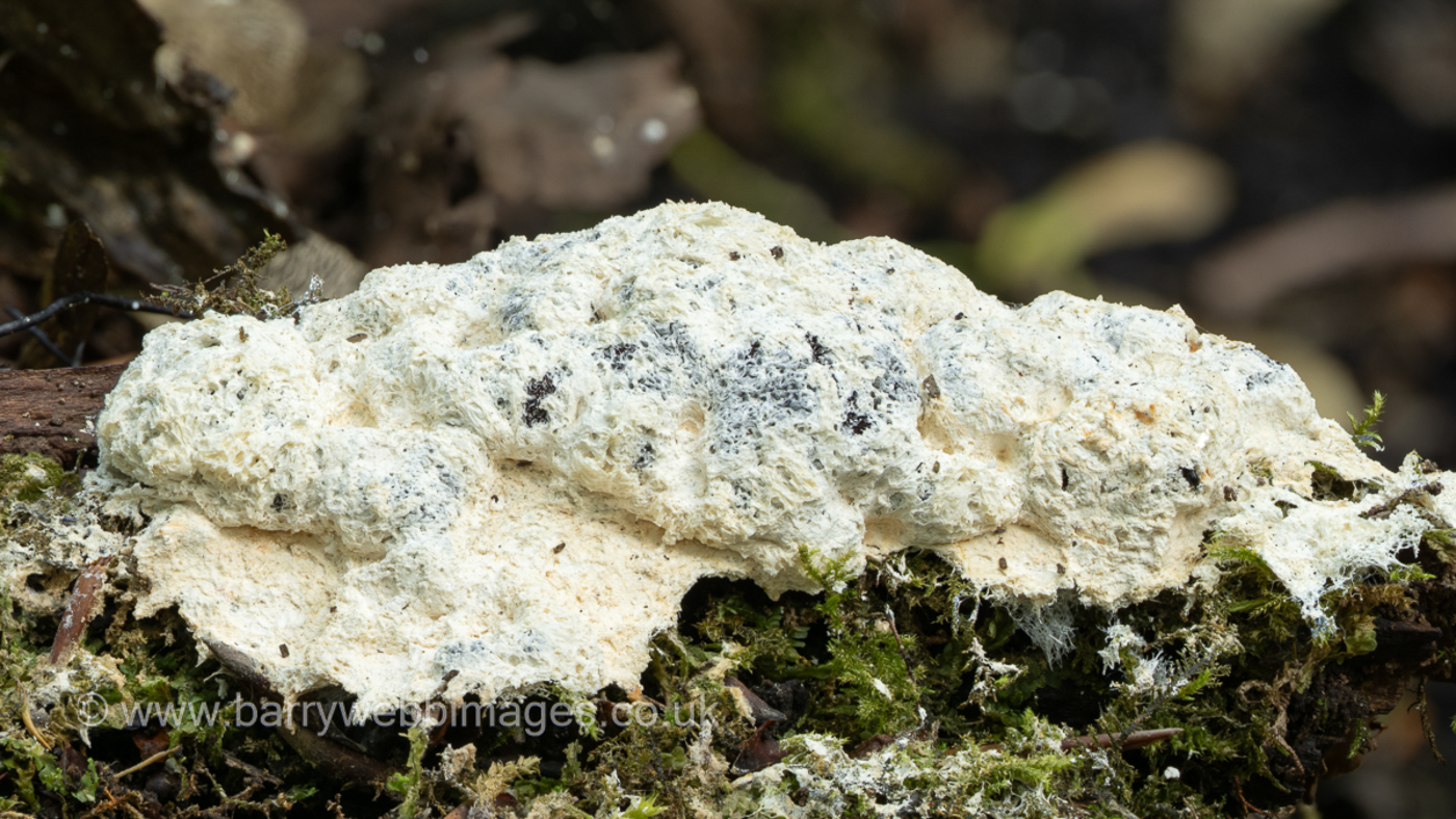 Photo © Barry Webb FRPS Fuligo candida by Barry Webb FRPS